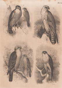 The Hunting Falcon, The Peregrine Falcon, The Laughing Hawk